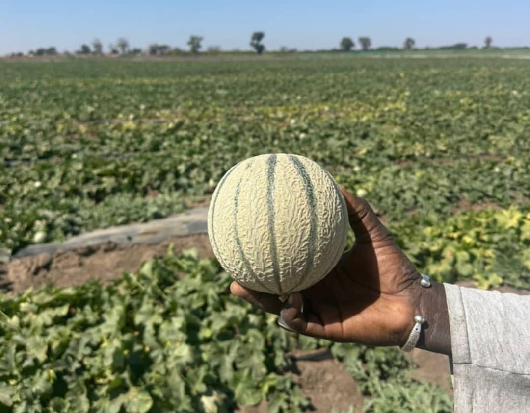 melon